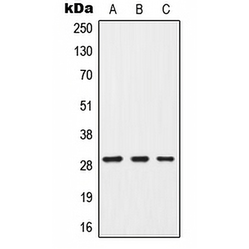 G18 Rabbit Polyclonal Antibody