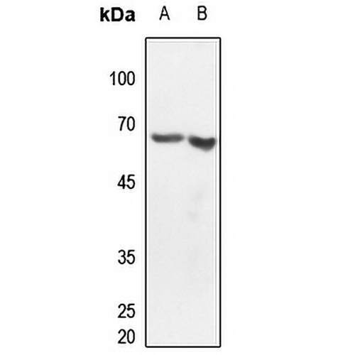 CLK2 Rabbit Polyclonal Antibody
