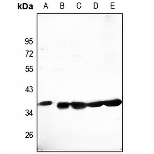 CLNS1A Rabbit Polyclonal Antibody