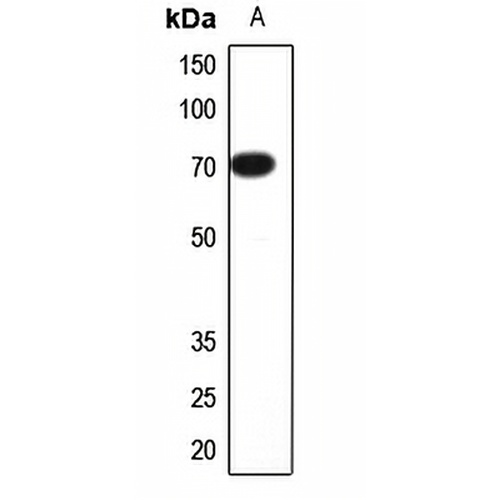 CNGA2 Rabbit Polyclonal Antibody