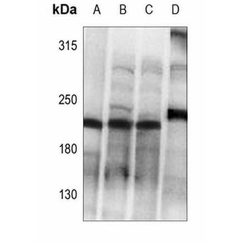 Collagen 5 alpha 1 Rabbit Polyclonal Antibody