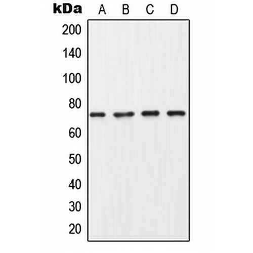 Collagen 8 alpha 1 Rabbit Polyclonal Antibody