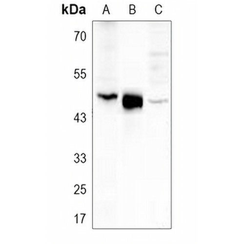 Carboxypeptidase A1 Rabbit Polyclonal Antibody