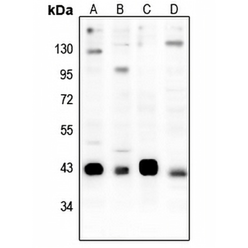CREB (Phospho-S133) Rabbit Polyclonal Antibody
