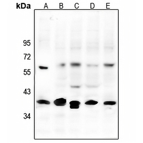 CREB Rabbit Polyclonal Antibody