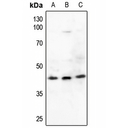 CREB Rabbit Polyclonal Antibody