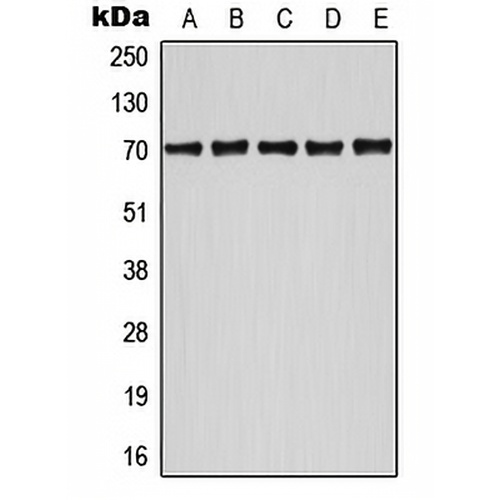 ATF2 (Phospho-S498) Rabbit Polyclonal Antibody