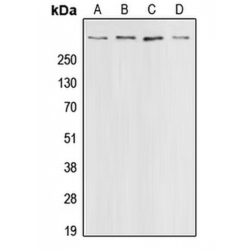 CBP Rabbit Polyclonal Antibody