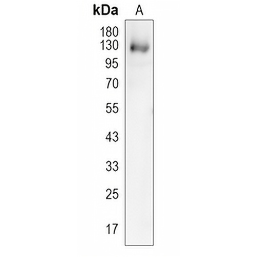 CD131 Rabbit Polyclonal Antibody