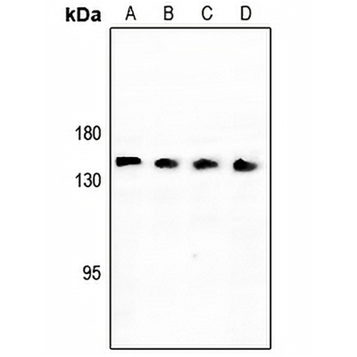 Neurocan Rabbit Polyclonal Antibody