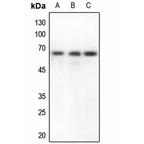 CstF-64 Rabbit Polyclonal Antibody