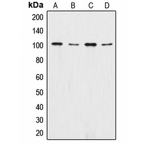 Catenin alpha 1/2 Rabbit Polyclonal Antibody