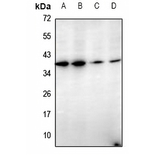 Cathepsin G Rabbit Polyclonal Antibody