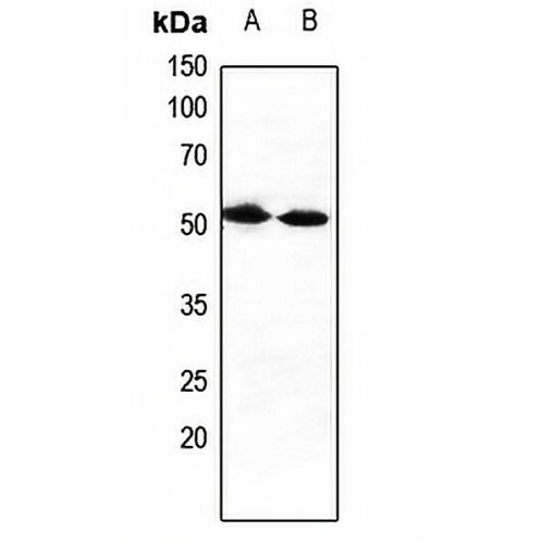 CXADR Rabbit Polyclonal Antibody