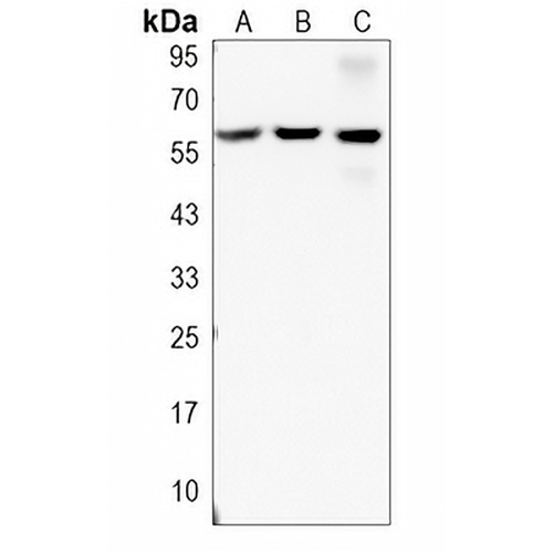 gp91 phox Rabbit Polyclonal Antibody