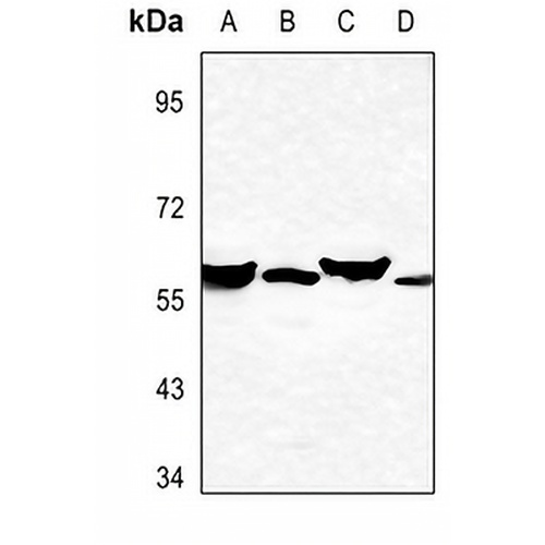 Cytochrome P450 2A7 Rabbit Polyclonal Antibody