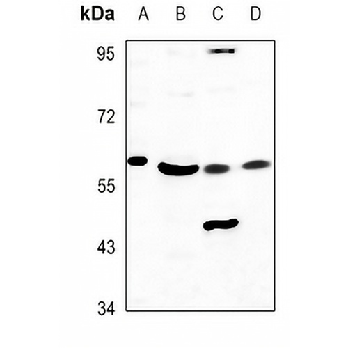 Cytochrome P450 3A7 Rabbit Polyclonal Antibody