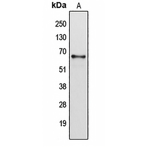 Cytochrome P450 2B6 Rabbit Polyclonal Antibody