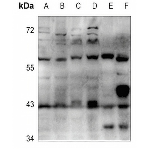 Cytochrome P450 3A4/5 Rabbit Polyclonal Antibody