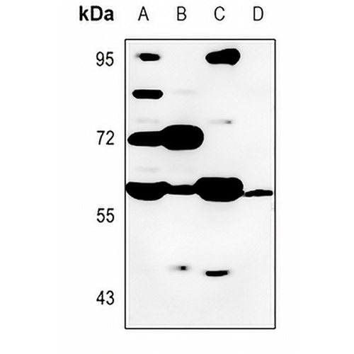 Cytochrome P450 8B1 Rabbit Polyclonal Antibody