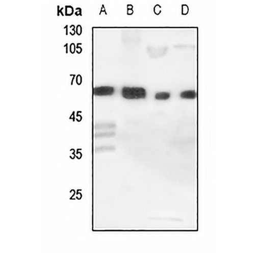 Cytochrome P450 11A1 Rabbit Polyclonal Antibody