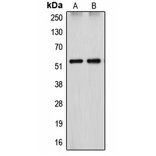 Cytochrome P450 26A1 Rabbit Polyclonal Antibody
