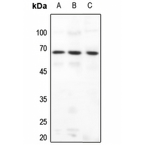 DAB1 Rabbit Polyclonal Antibody