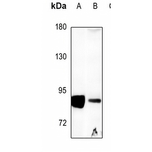 DGK alpha Rabbit Polyclonal Antibody