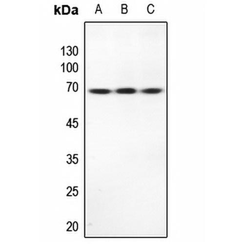 TRP2 Rabbit Polyclonal Antibody