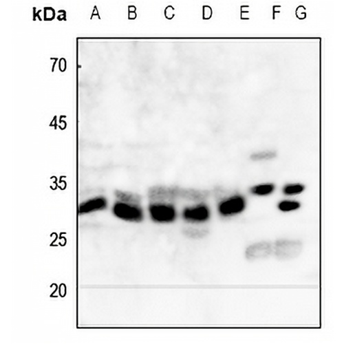 NQO1 Rabbit Polyclonal Antibody