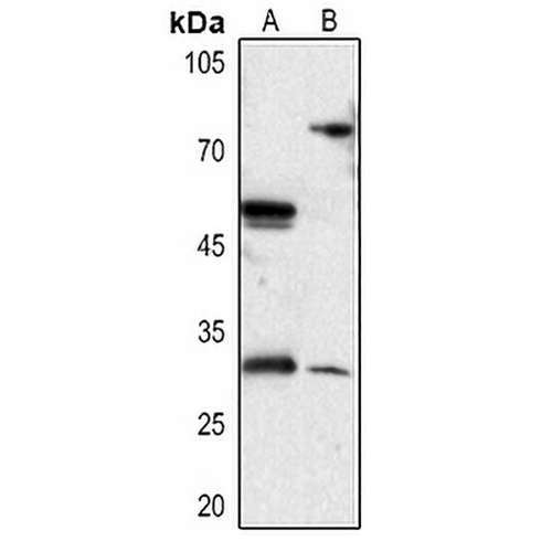 DIO3 Rabbit Polyclonal Antibody