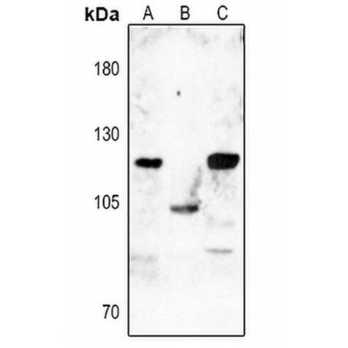 Dynamin 1 (Phospho-S774) Rabbit Polyclonal Antibody