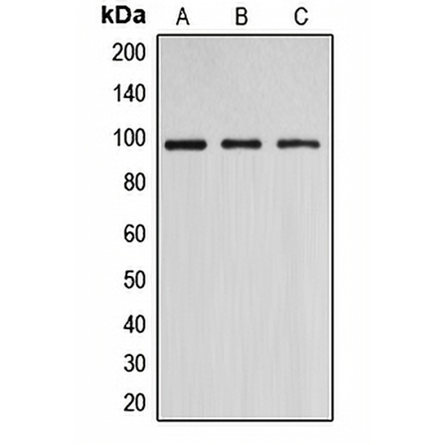 DNMT3B Rabbit Polyclonal Antibody