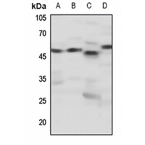 Dopamine Receptor D4 Rabbit Polyclonal Antibody