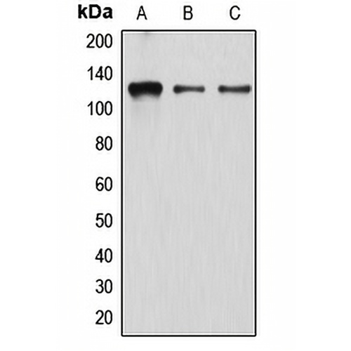 Atrophin-1 Rabbit Polyclonal Antibody