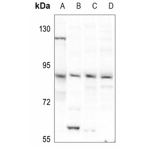 Dishevelled 3 Rabbit Polyclonal Antibody
