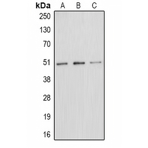 E2F1 (Phospho-T433) Rabbit Polyclonal Antibody