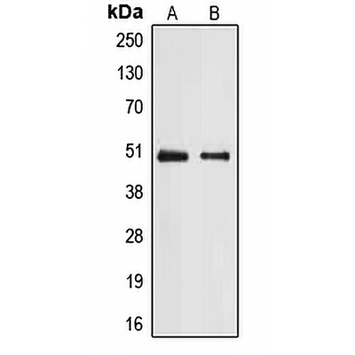 E2F2 Rabbit Polyclonal Antibody