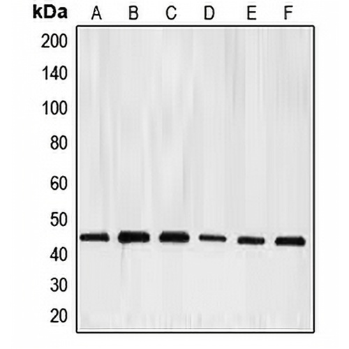 E2F4 Rabbit Polyclonal Antibody