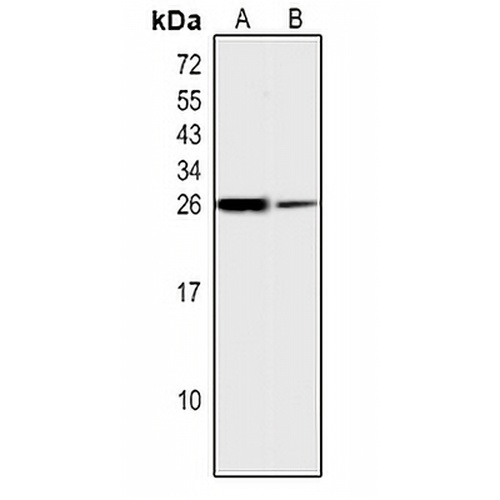 EEF1B2 Rabbit Polyclonal Antibody