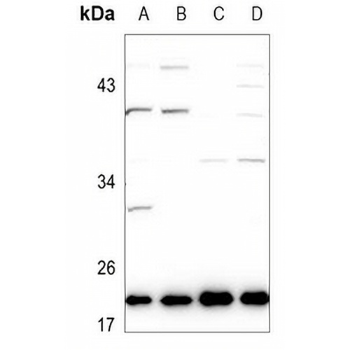 Ephrin A1 Rabbit Polyclonal Antibody