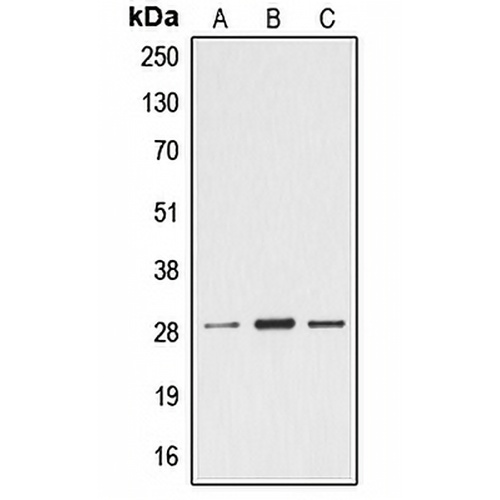 Ephrin A4 Rabbit Polyclonal Antibody