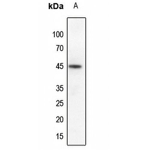 Ephrin B1 (Phospho-Y317) Rabbit Polyclonal Antibody