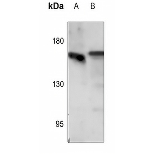 EGFR (Phospho-S1071) Rabbit Polyclonal Antibody