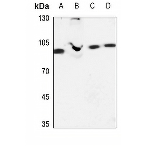 EHHADH Rabbit Polyclonal Antibody