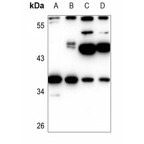 EIF2S1 Rabbit Polyclonal Antibody