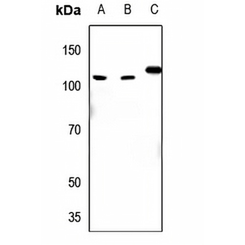 EIF4G2 Rabbit Polyclonal Antibody