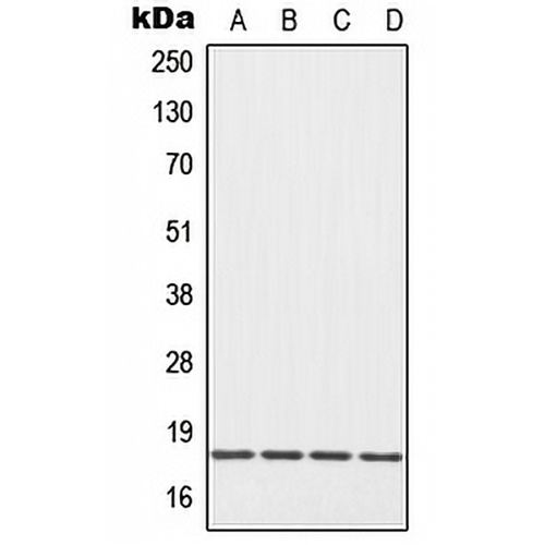 EIF5A Rabbit Polyclonal Antibody