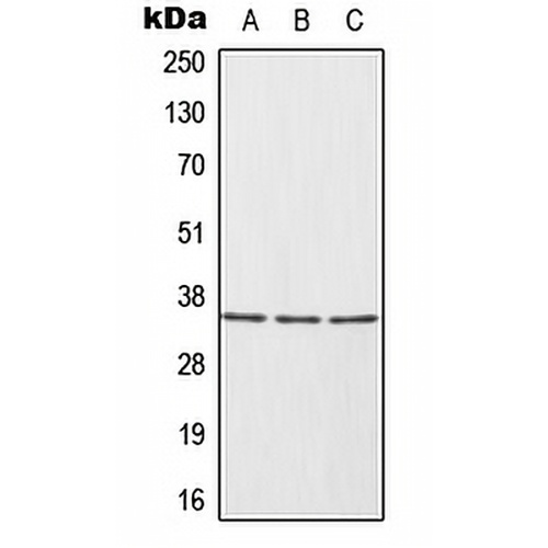 HUR Rabbit Polyclonal Antibody