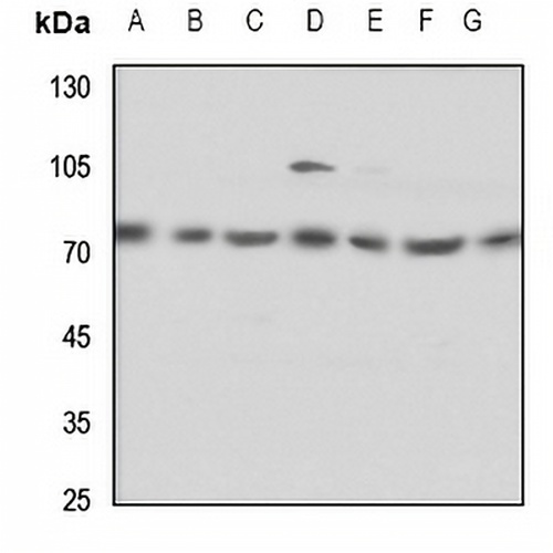 ELF4 Rabbit Polyclonal Antibody